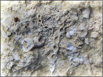 Fossil