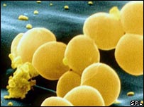 Staphylococcus aereus
