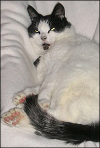 Gato com polidactilia