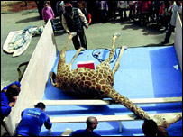 Girafa empalhada (foto: Peter Friedl)