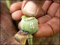 تيغ زنی خشخاش