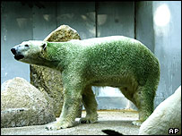 Urso verde