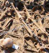 Skeletons and skulls from the grave at Vilnius