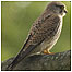 Kestrel c/o RSPB Images/Sue Tranter