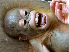 Orangotango sentindo cócegas