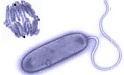 The hunter Bdellovibrio bacteriovorus
