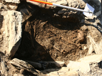 The Skeleton that was discovered - Picture by: Johnny Dufort/National Trust