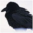 Raven c/o RSPB Images