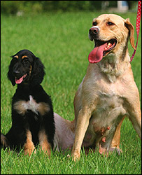 Chó Snuppy và "mẹ nuôi"