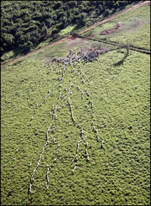 Gia súc nuôi tại Amazon
