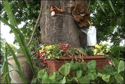Roadside shrine to traffic accident victim