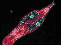 Organismo assexuado (Foto cortesia de Chiara Boschetti e Alan Tunnacliffe)