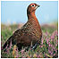 Moorland index (Image: grouse c/o PA Images)