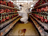 Funcionários da saúde pública da Coréia do Sul examinando galinhas doentes