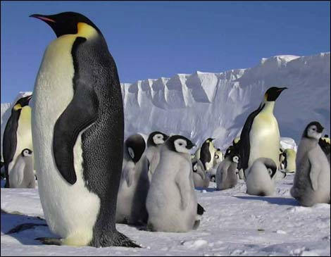 Penguins, Antarctica