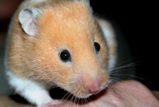 hamster