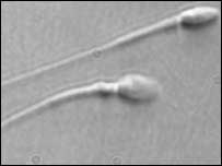 शुक्राणु