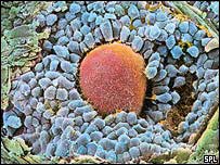 अंडाशय की कोशिकाएँ