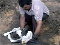 Vaca de duas cabeças