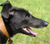 black greyhound