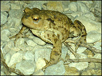 common toad (K Williamson)
