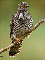Cuckoo © Sam Shippey