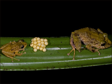 Anfíbio do gênero Pristimantis (Fotos: Paul S. Hamilton / RAEI.org)