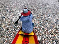 Peixes mortos no rio Amazonas