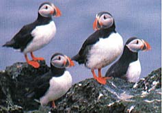 Puffins on Scilly - a painting by A Blackwell