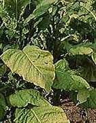 Tobacco leaves 