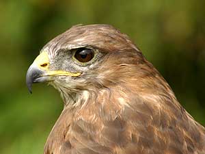 Queen Elizabeth Forest (Image: Buzzard c/o Forestry Commission)