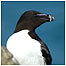 Razorbill c/o Chris Packham