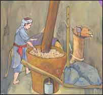 از دانه های نبانی در جواز روغن کشيده می شود.