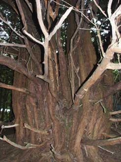 A dark and brooding ancient yew tree in the depths of the Wrekin Forest