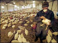 پولٹری فارم