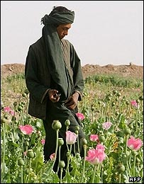 کشاورز افغان در یک مزرعه خشخاش در هلمند