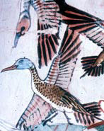 Tomb painting showing birds being hunted