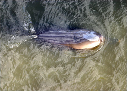 兽医担心鲸鱼体弱