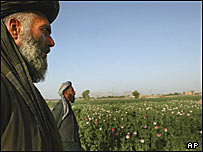 کشتزار خشخاش در افغانستان