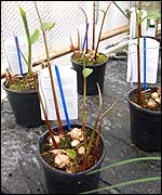 Ginger plants