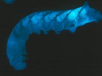 Verme do tabaco com a bactéria brilhante