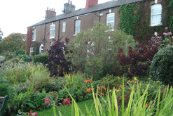 Edith Terrace front gardens - part of the National Garden's Scheme