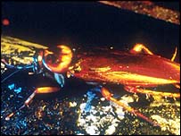 Com a idade, baratas se tornam mais lentas e tropeçam o tempo todo