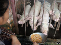 Çinli domuz bakıcısı