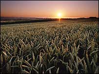 Liberação de transgênicos no país pode prejudicar acesso a mercados europeus