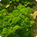 Parsley