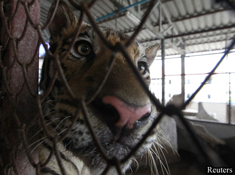 A tiger stares through its cage on a rooftop in Bangkok.