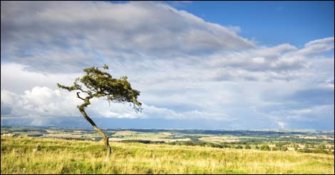 Lone tree against the sky. Photo: David Webb