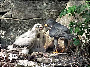 Falls of Clyde (Image: Peregrine Falcons c/o Stephen Kane)