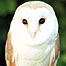 Activities (Image: Barn Owl)